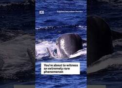 Enlace a Cachalotes se defienden del ataque de orcas con 'burbujas de heces'