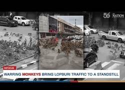 Enlace a Bandas de monos detienen el tráfico de las calles de Lopburi, Tailandia