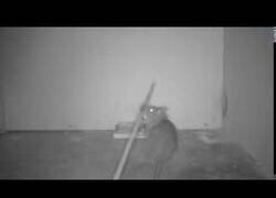 Enlace a Rata lista usa un palo para evitar una trampa