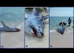 Enlace a Ayudando a un tiburón varado en la playa de Florida