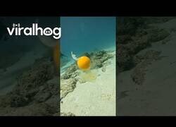 Enlace a ¿Qué pasa si abres un huevo bajo el mar?