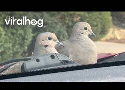 Enlace a Estos pájaros no se van a mover de tu coche