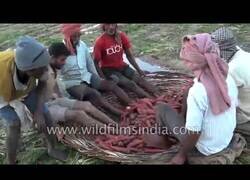 Enlace a En la India 'lavan' las zanahorias con los pies