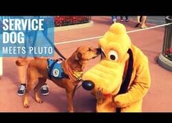 Enlace a Perro de servicio conoce a Pluto