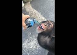 Enlace a Chimpancé prueba una bebida isotónica por primera vez