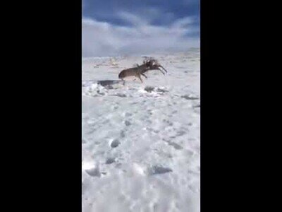 Salvando a dos ciervos atrapados por sus cuernos con un disparo increíblemente certero
