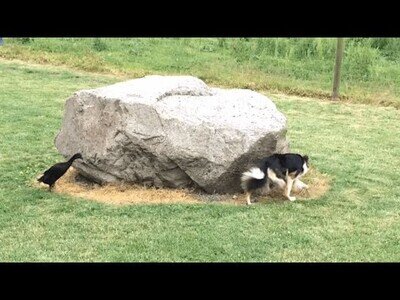 Tan solo un perro y un pato siguiéndose dando vueltas a una roca