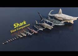 Enlace a Comparación 3D del tamaño de diferentes tiburones