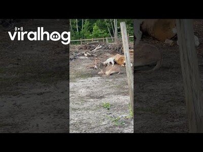 Pequeña cabra juega con un burro
