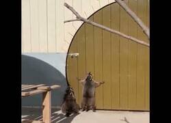 Enlace a No hay nada más divertido que estos dos mapaches intentando abrir una puerta