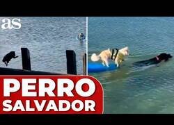 Enlace a Un perro salta al mar para salvar a otro perro varado en una tabla de surf
