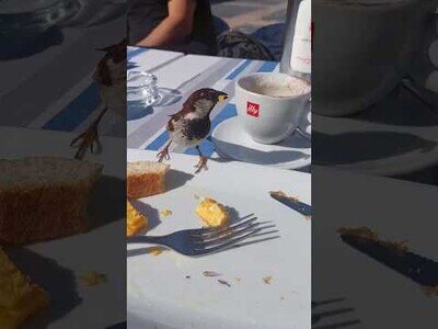 Pájaro macho le lleva el desayuno a su mujer
