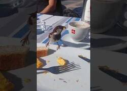 Enlace a Pájaro macho le lleva el desayuno a su mujer
