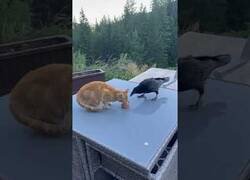 Enlace a Cuervo intenta robarle la merienda a un gato