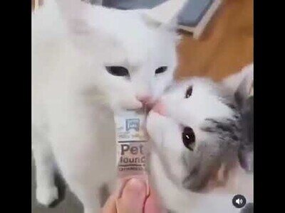 Gatos se muerden la lengua entre ellos