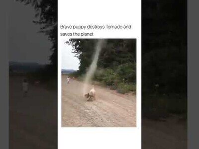Perro destruye un tornado y salva el planeta