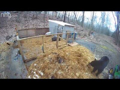Cerdos ahuyentan a un oso grizzly de su granja