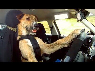 ¿Sabías que existe una autoescuela para perros en Nueva Zelanda?