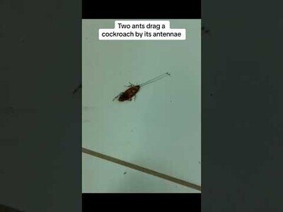 Dos hormigas arrastran a una cucaracha por las antenas