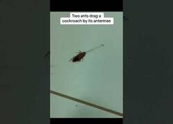 Enlace a Dos hormigas arrastran a una cucaracha por las antenas