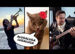 Enlace a Haciendo un remix flamenco a partir del maullido de un gato