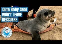 Enlace a Bebé foca se queda un rato con sus rescatadores tras ser liberado