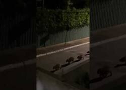 Enlace a Graban a un grupo de capibaras caminando en fila por las calles de Brasil de madrugada