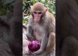 Enlace a La reacción de este mono al comer cebolla