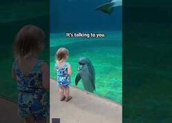 Enlace a Niña interactúa con un amigable delfín