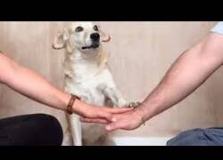 Enlace a Hands In Challenge: ¿Qué pasa cuando extiendes las manos delante de tu perro?