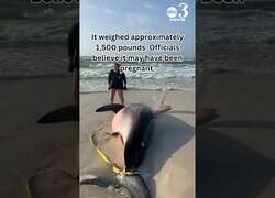 Enlace a Aparece un gran tiburón blanco varado en un playa de Florida