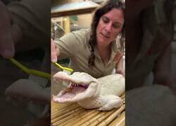 Enlace a Cepillando un cocodrilo albino