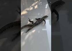 Enlace a Este lagarto se desliza y no puede correr por el suelo