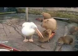 Enlace a Terribles imágenes de un pelícano devorando un capibara