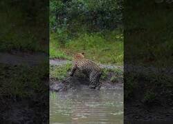 Enlace a Leopardo al fin caza a su deseada presa