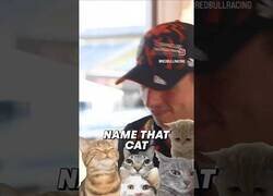 Enlace a Max Verstappen se sabe todas las razas de gatos