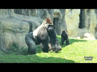 Gran gorila para una pelea entre otros dos gorilas