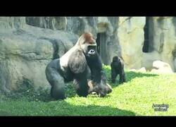 Enlace a Gran gorila para una pelea entre otros dos gorilas