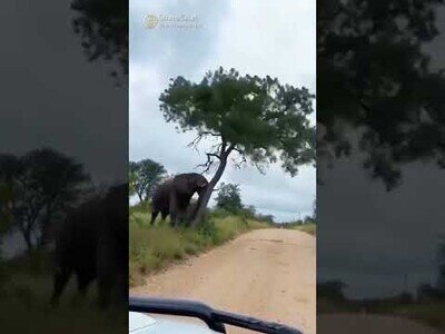Elefante tira abajo un árbol solo para rascarse