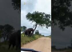 Enlace a Elefante tira abajo un árbol solo para rascarse