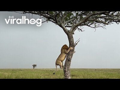 León trepa un árbol con mucho cuidado