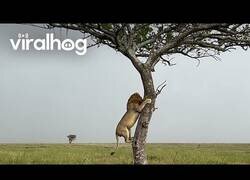 Enlace a León trepa un árbol con mucho cuidado