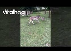 Enlace a Un perro y un burro juegan juntos