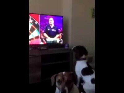 Perro es engañado por los dardos en televisión