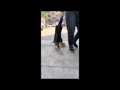 Paseando a tu gato en una bolsa