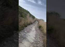 Enlace a Peregrinos se topan con un lobo en el Camino de Santiago