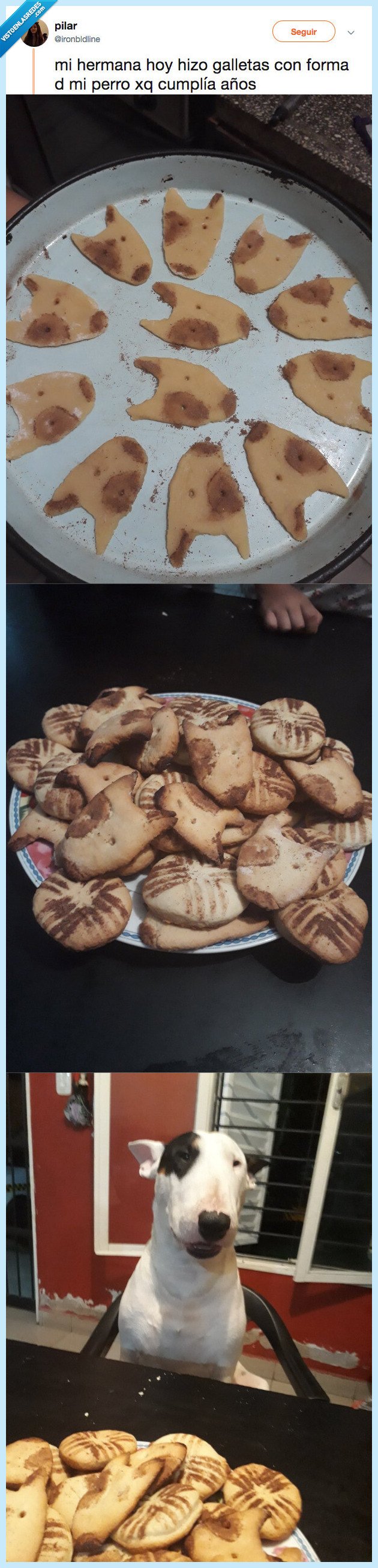 galletas,hermana,perro,cumplir años