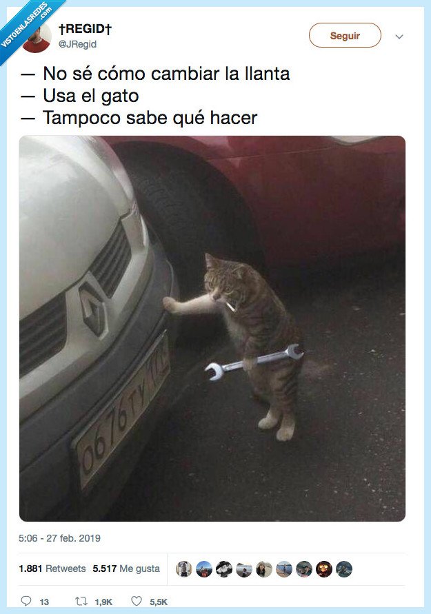 gato,uitlizar,no