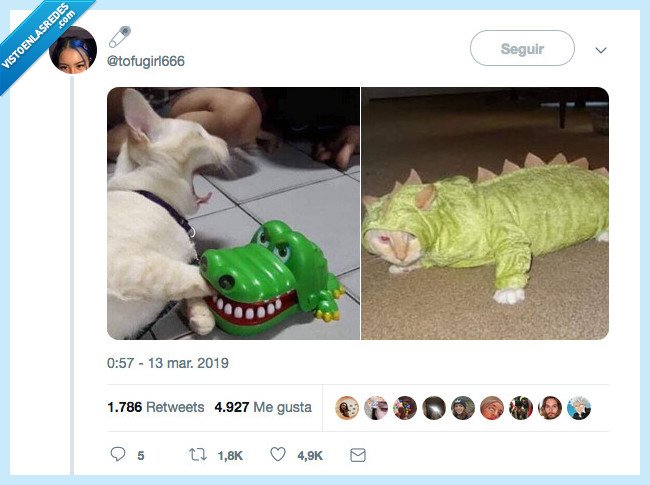 cococat,repetir,gato,la picaudra del cocodrilo