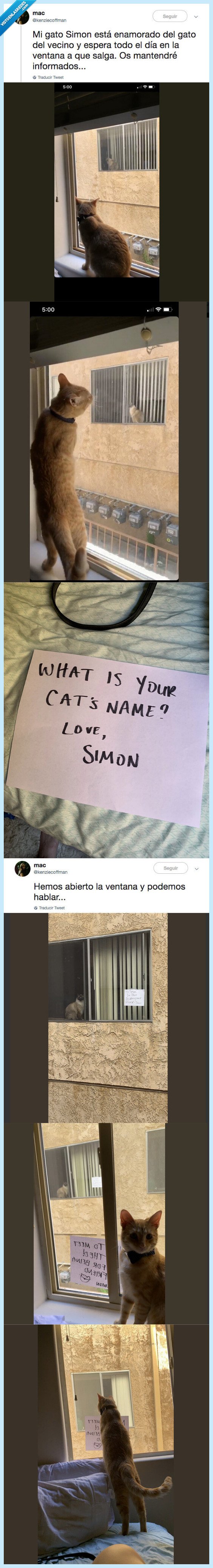 gato,internet,amor